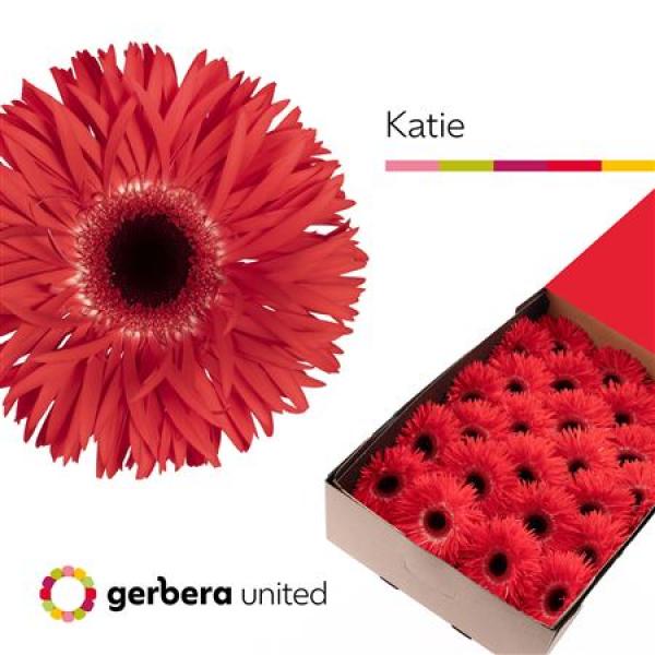 Ge Gr Box Spider Katie