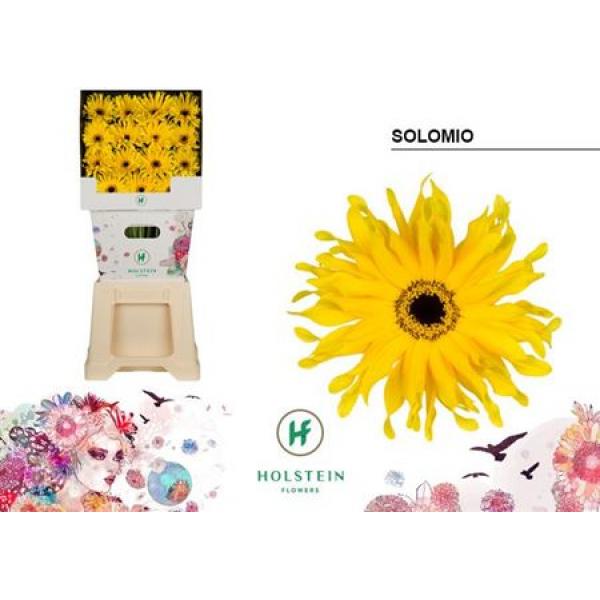 Ge Gr Diamond Pasta Solomio Holstein