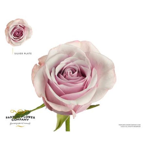 Rosa Garden Silver Plate
