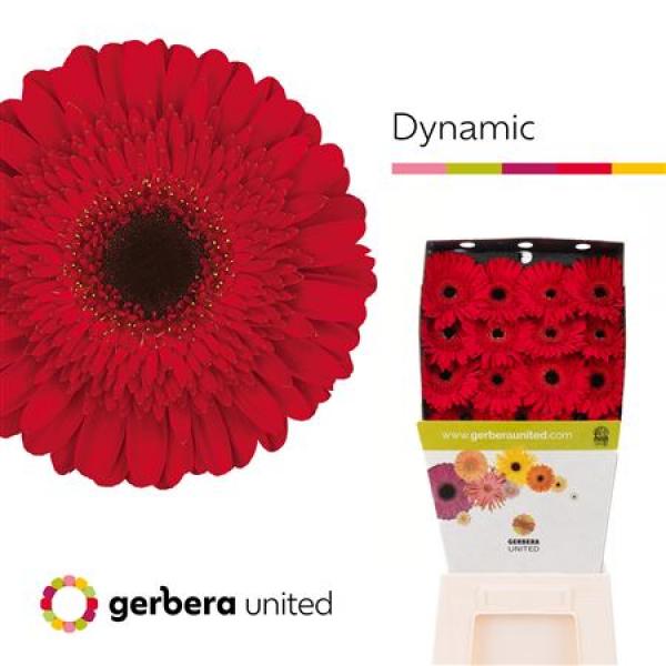 Ge Gr Diamond Dynamic