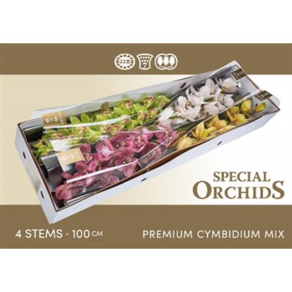 Cymb   Mix Special Orchids 100cm