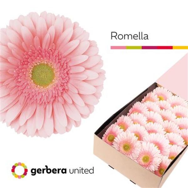 Ge Gr Box Romella