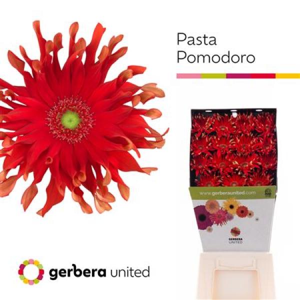 Ge Gr Diamond Pasta Pomodoro