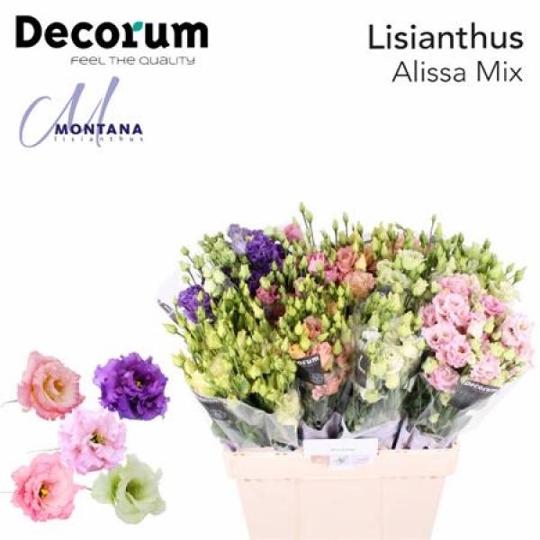 Eust G Alissa Mix 60cm Montana