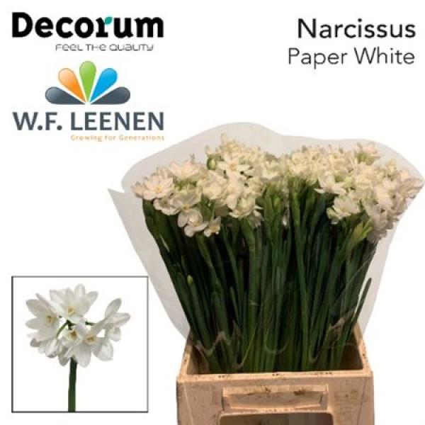 Narc Paperwhite Decorum