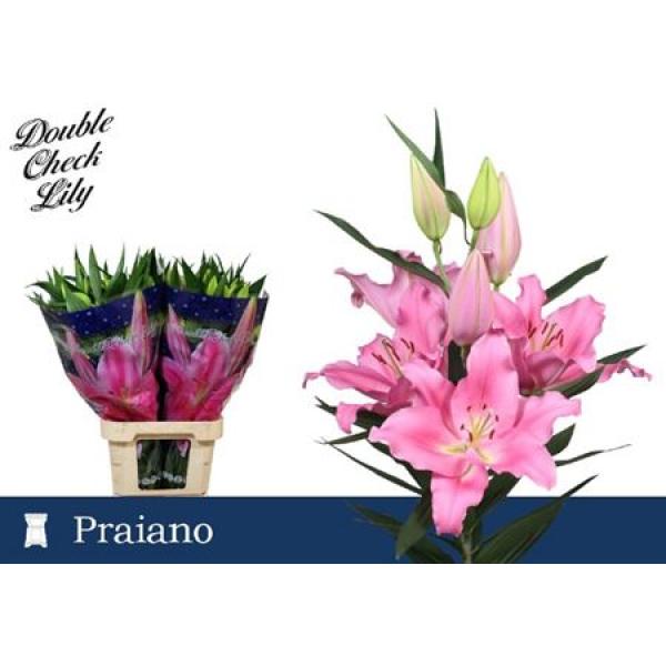 Li Or Praiano 5+