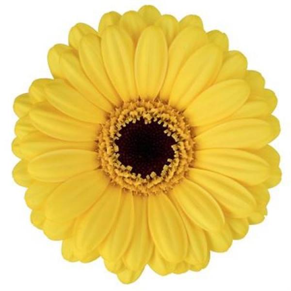 Ge Mi Aquabox Small Sunshine *160