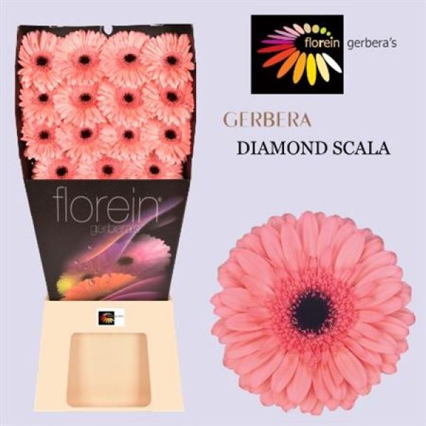 Ge Gr Diamond Scala
