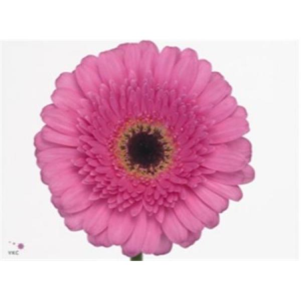 Ge Mi  Box Pink Black Center