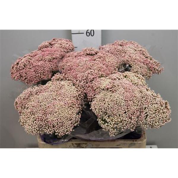 Ozotham Reki Pink