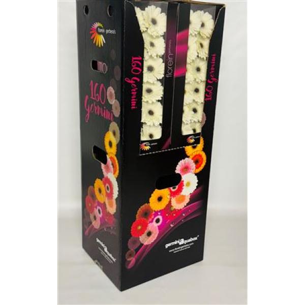 Ge Mi Aquabox Small Lido *160