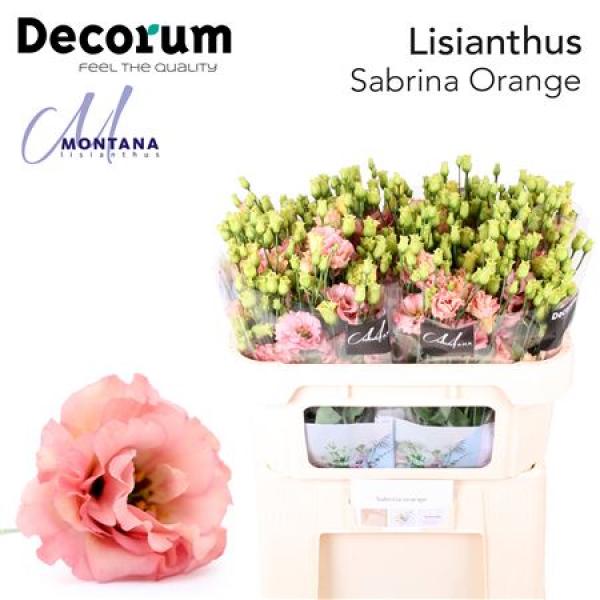 Eust G Sabrina Orange Montana