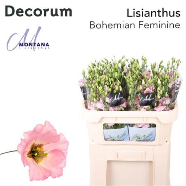 Eust E Bohemian Pink Feminine