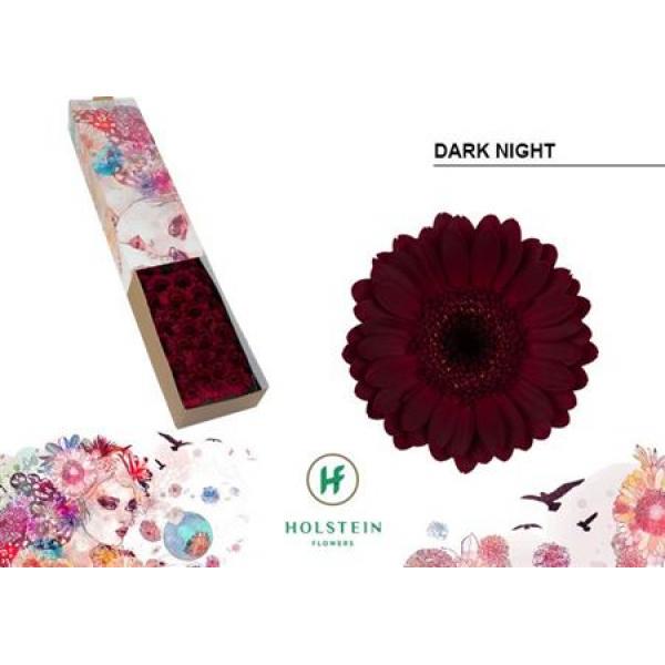 Ge Mi Box Dark Night Holstein