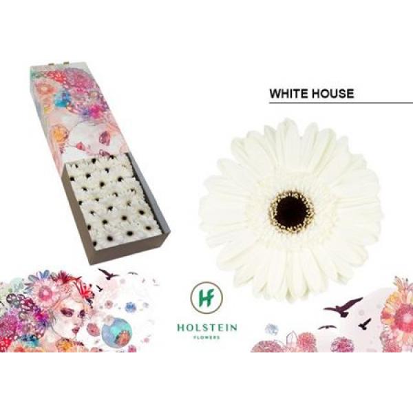 Ge Gr Box White House Holstein