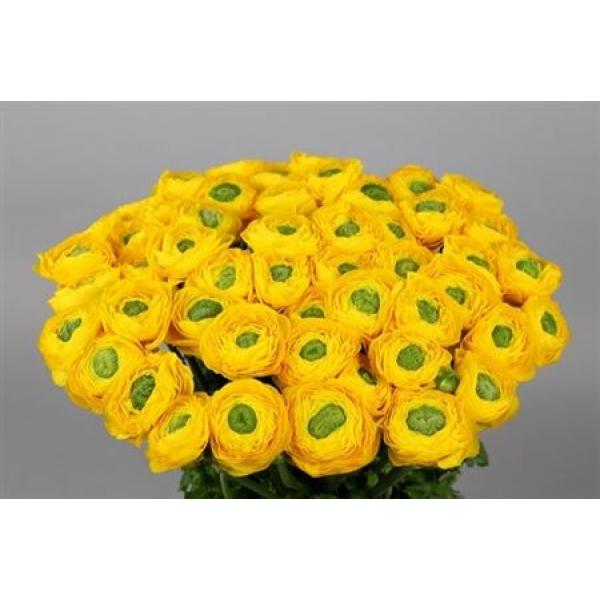 Ran Clooney Yellow Super