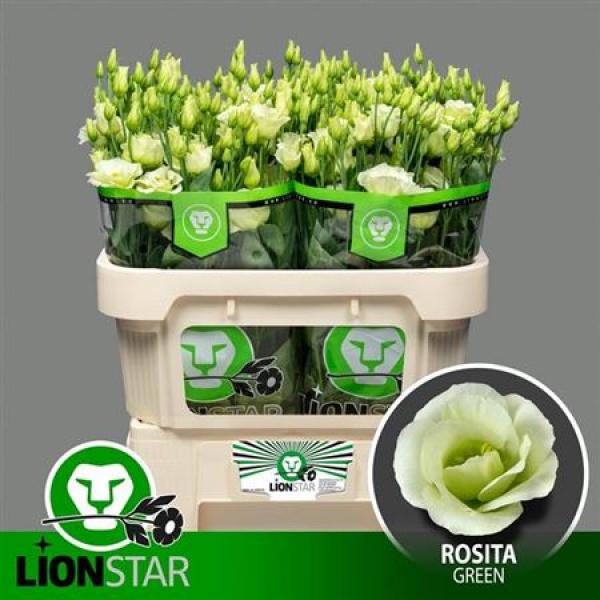 Eust G Rosita Green Lion
