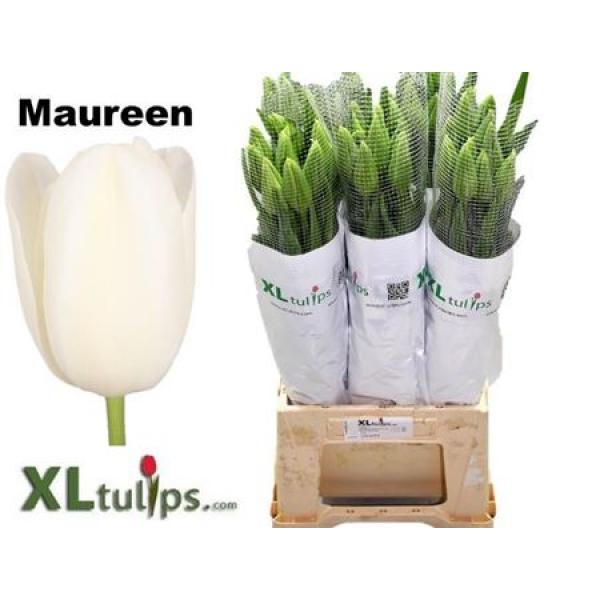 Tu French En Maureen