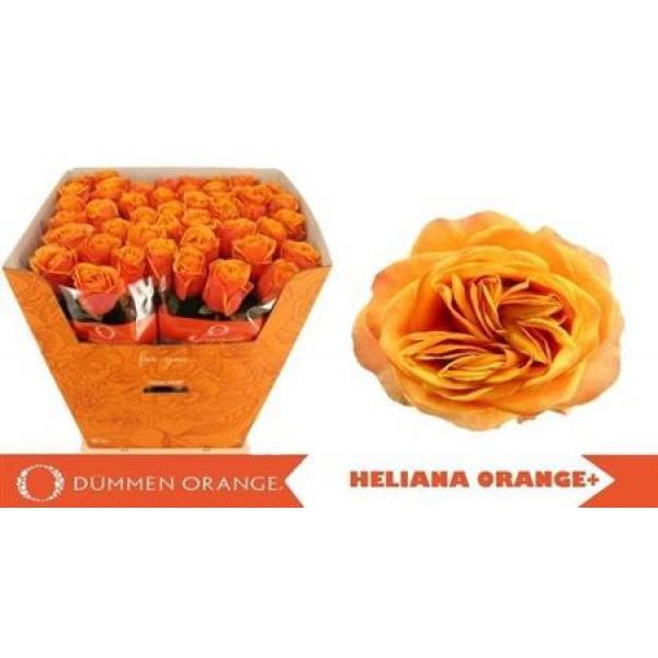 R Gr Heliana Orange+