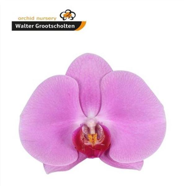 Phal By Flower Happy Valentina *25