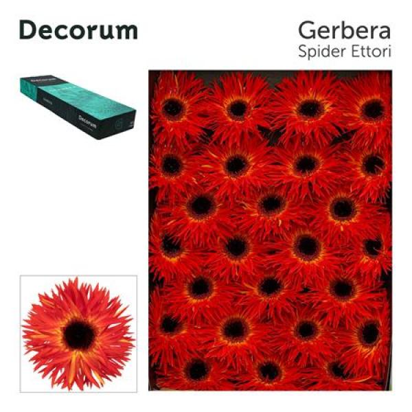 Ge Gr Box Spider Ettori