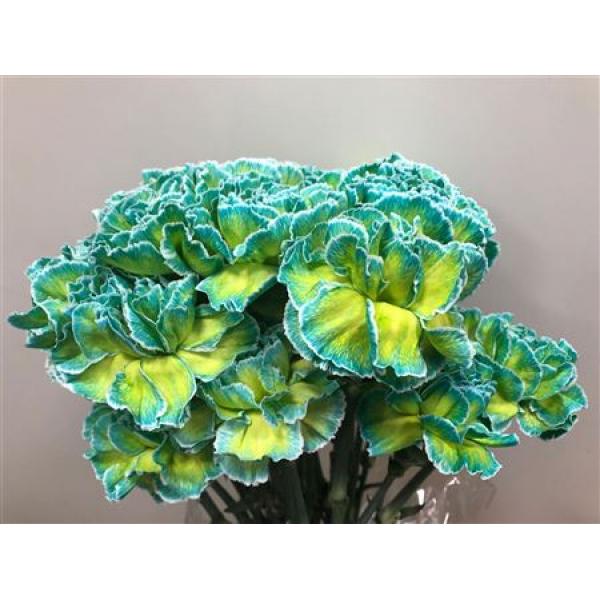 Dianthus St Dyed Double Mint