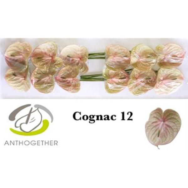 Anth A Cognac *12