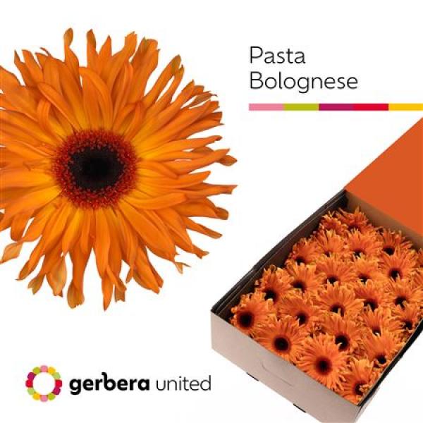 Ge Gr Box Pasta Bolognese