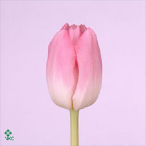 Tu  En Pink