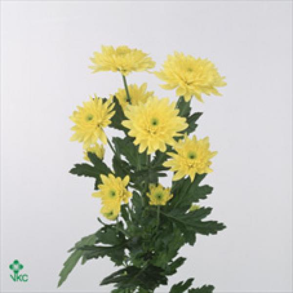 Chr T Euro Sunny