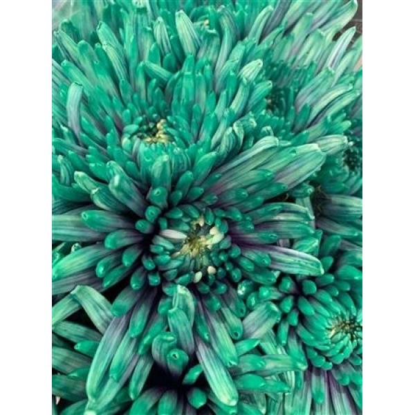 Chr Gr Topspin Dyed Ibiza