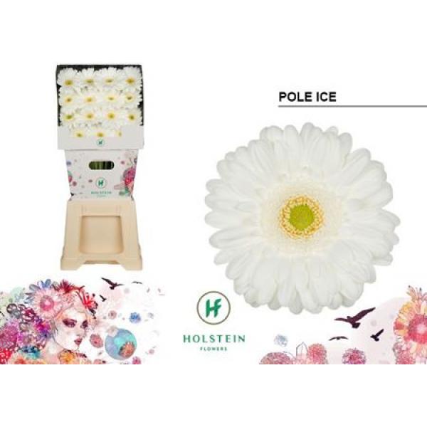 Ge Gr Diamond Pole Ice