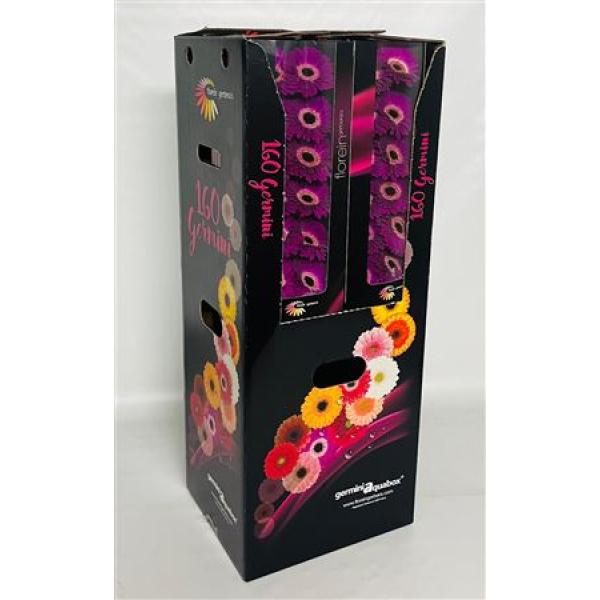 Ge Mi Aquabox Small Alive *160