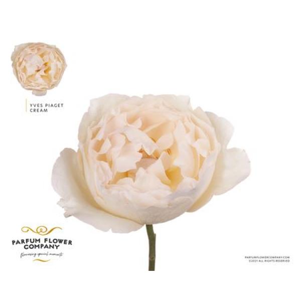 Rosa Meilland Yves Piaget Cream