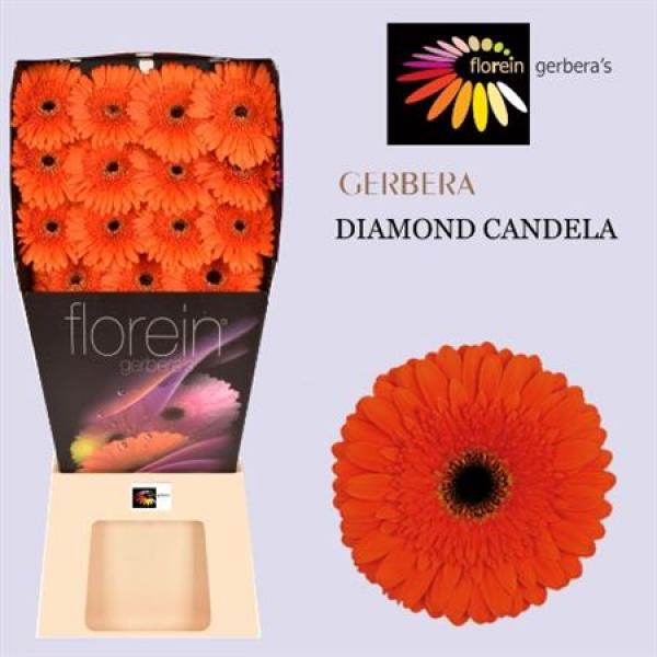 Ge Gr Diamond Candela