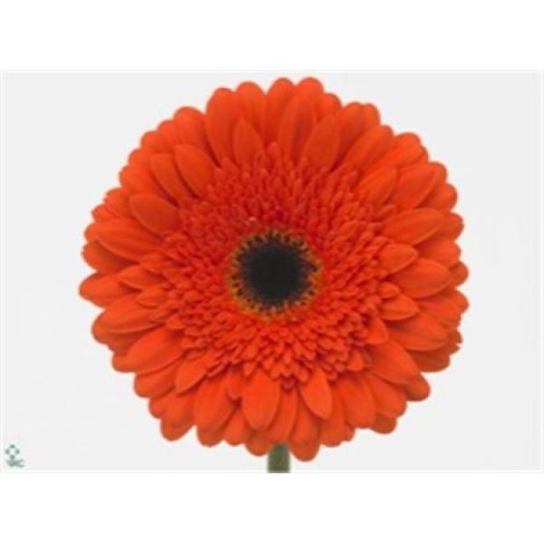 Ge Gr  Box Orange Black Center