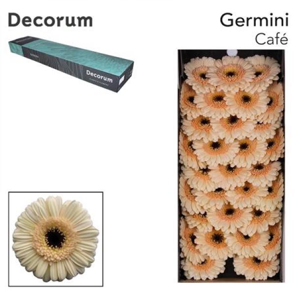 Ge Mi Box Cafe Decorum