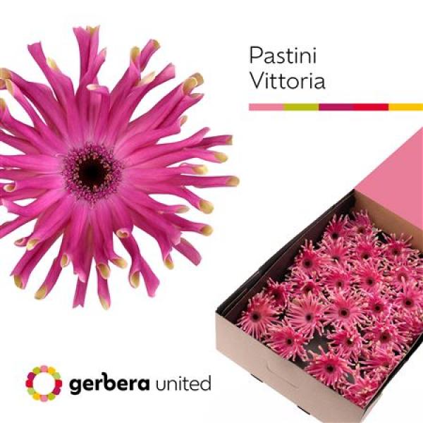 Ge Gr Box Pastini Vittoria