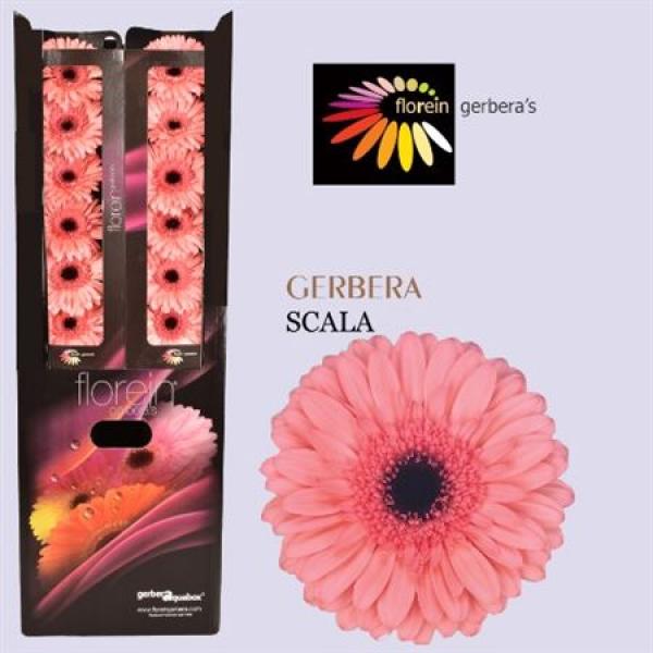 Ge Gr Aquabox Scala *96