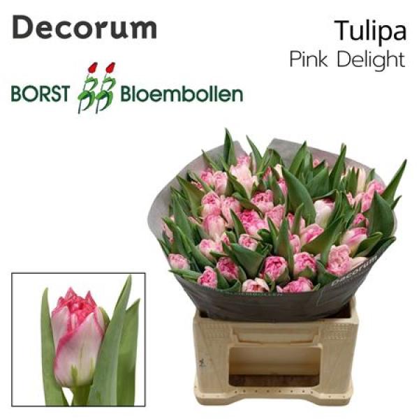 Tu Du Pink Delight
