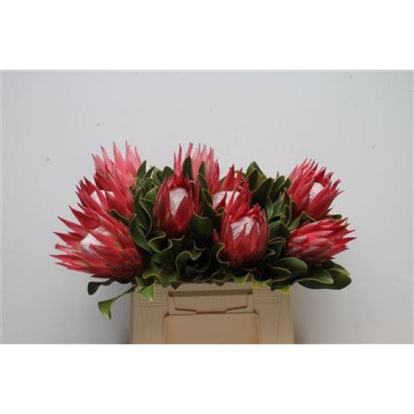 Protea Cyn Madiba