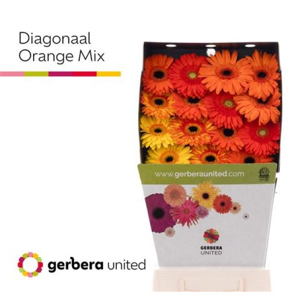 Ge Gr Diamond Mix Orange