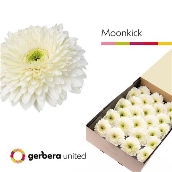 Ge Gr Box Pomponi Moon Kick