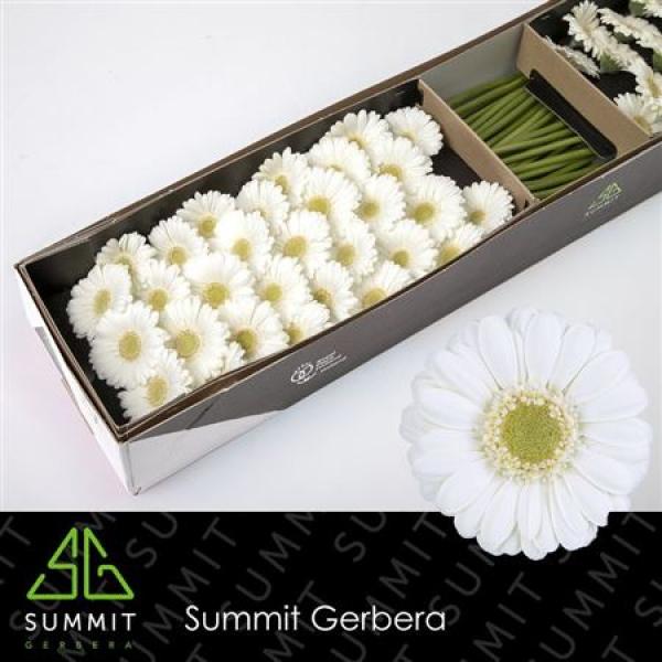 Ge Mi Box Albino