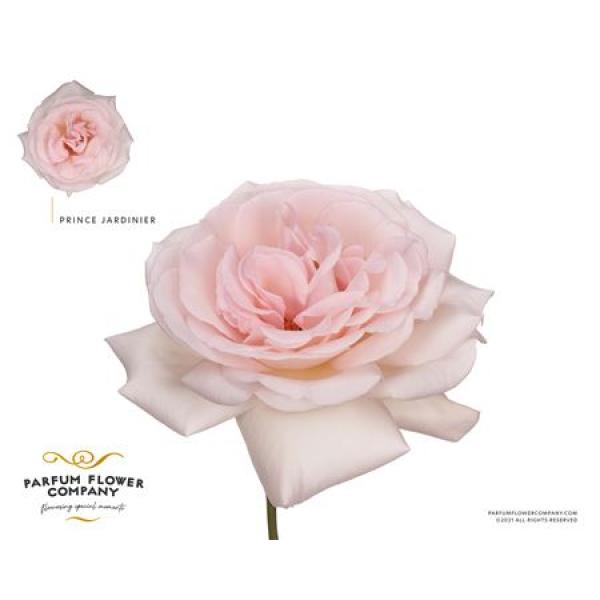 Rosa Meilland Prince Jardinier