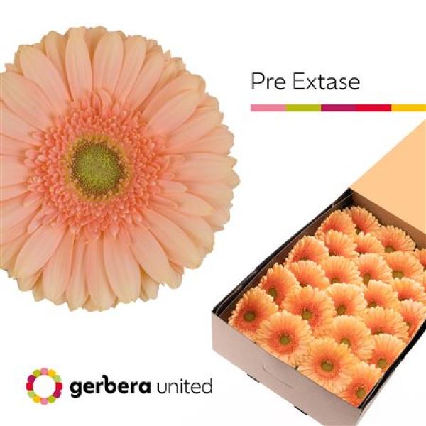 Ge Gr Box Pre-extase
