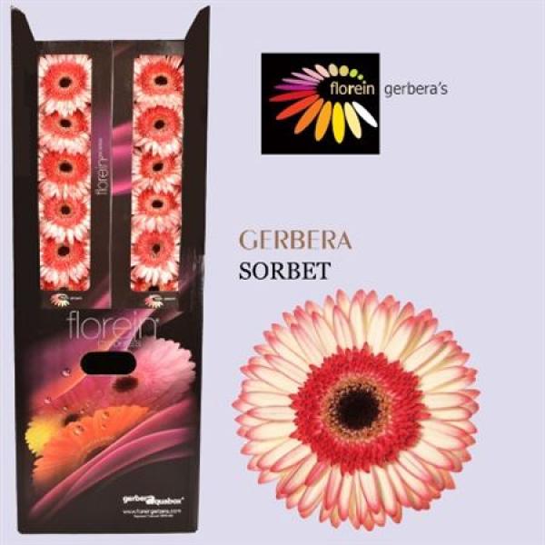 Ge Gr Aquabox Sorbet *96