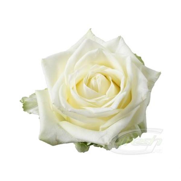 R Gr White Naomi