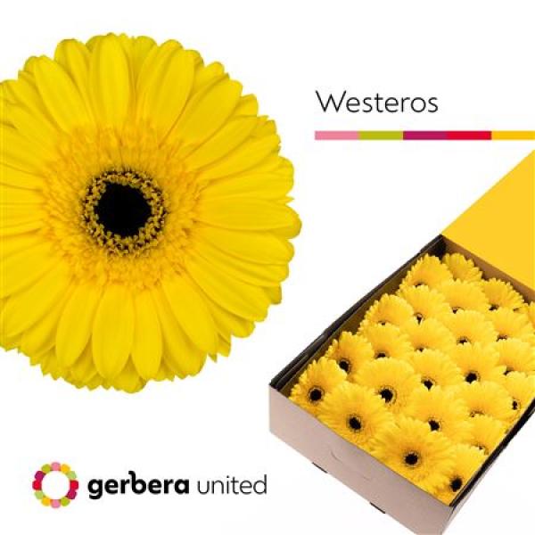 Ge Gr Box Westeros
