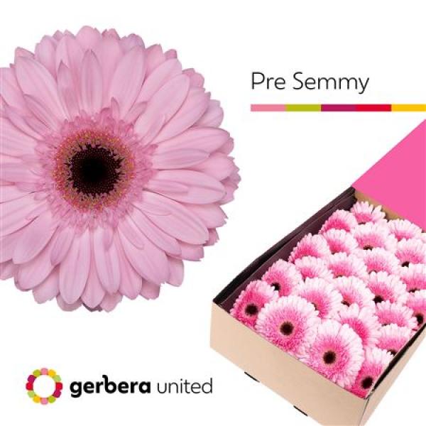 Ge Gr Box Pre-semmy